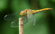 Rudy Darter (Male, Sympetrum sanguineum)